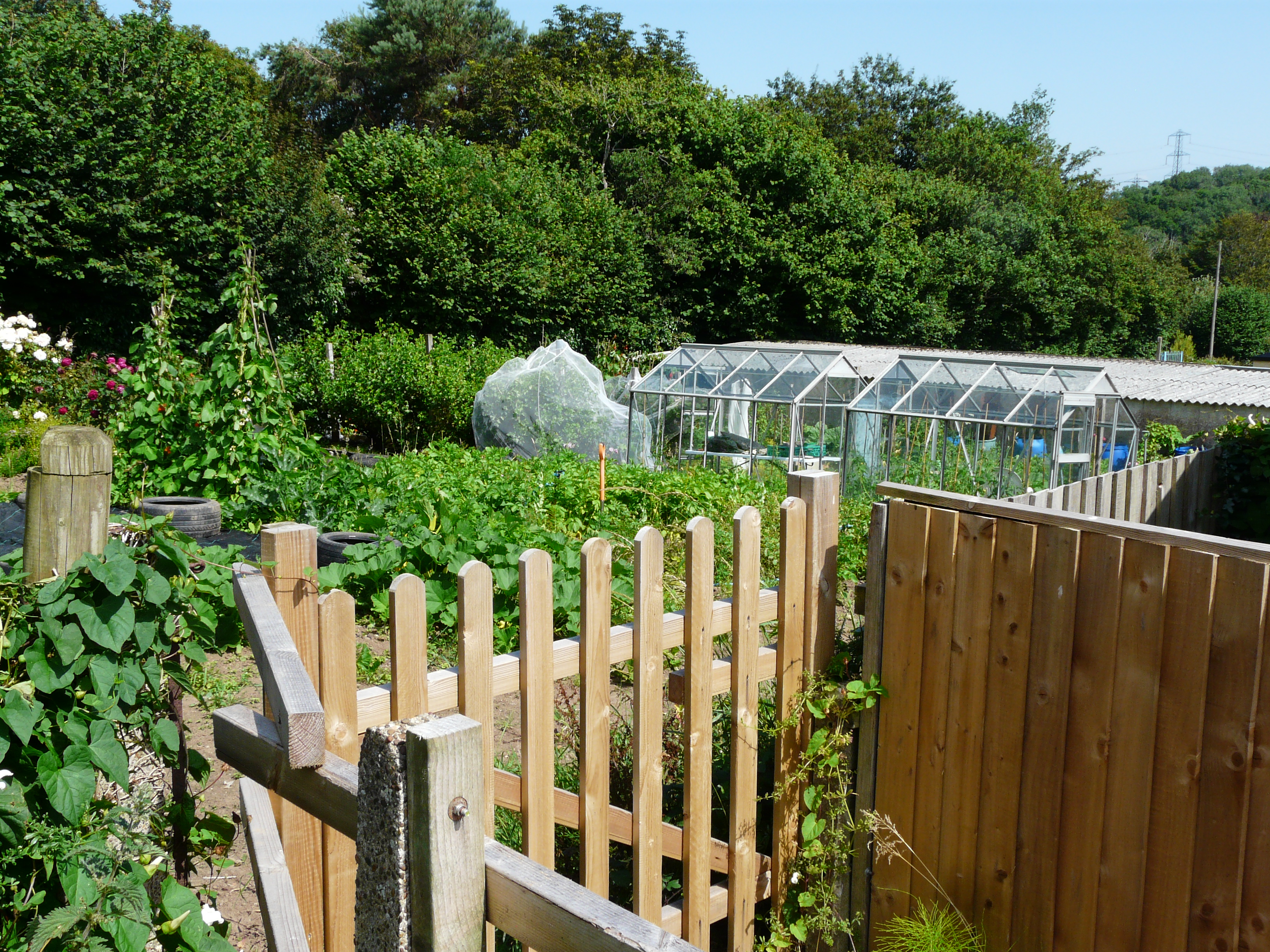 Allotment Plot in summer